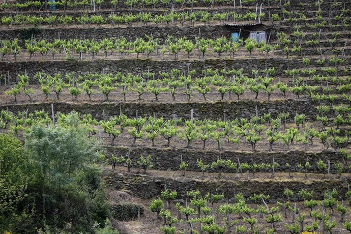 Archivo - Bancales de viticultura heroica durante el trayecto del catamarán del Sil por la Ribeira Sacra, a 28 de abril de 2023, en Monforte de Lemos, Lugo