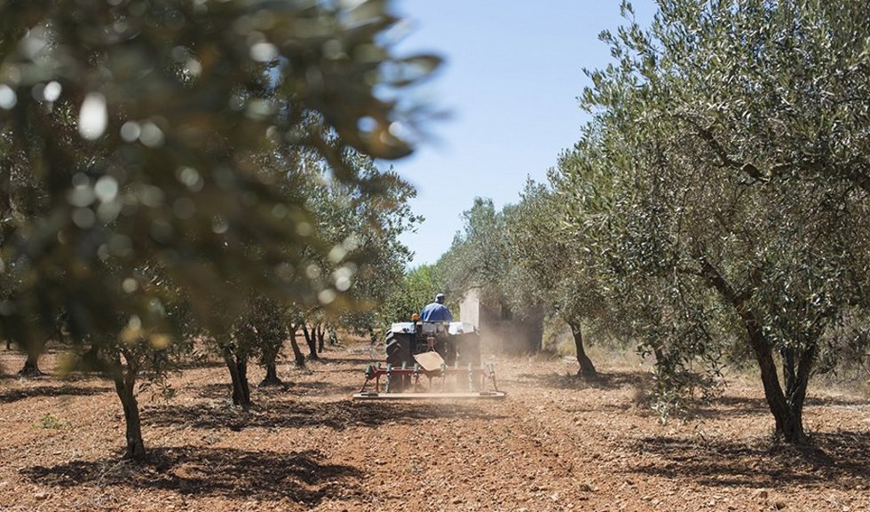 Archivo - Un tractor realiza tareas de labranza en un olivar.