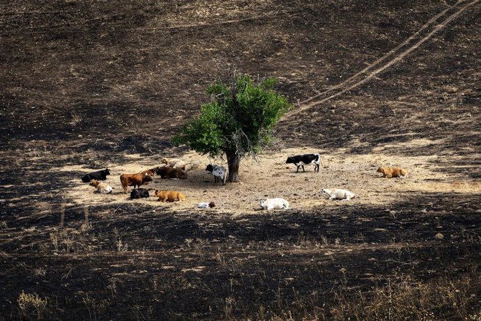 Archivo - Varias vacas en un campo quemado