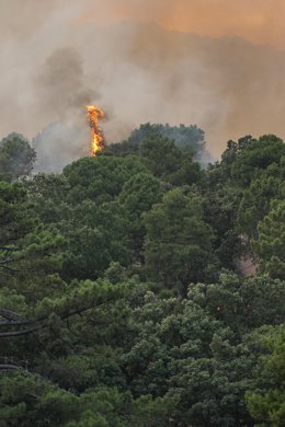 Vista del incendio cerca de la Charca de la Nieta, a 26 de julio de 2026, en Piedralaves, Ávila, Castilla y León (España). El peligro de incendios se disparará este martes 28 de julio a niveles muy altos o extremos en la mayor parte del país ante una subi
