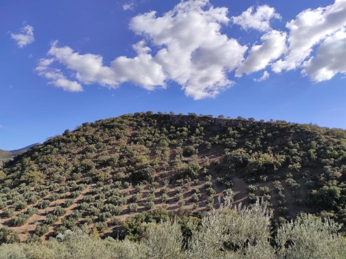 Archivo - Asaja Córdoba definde la necesidad de eliminar el pasto entre los olivos, especialmente en el olivar de montaña, para reducir el riesgo de incendios forestales.