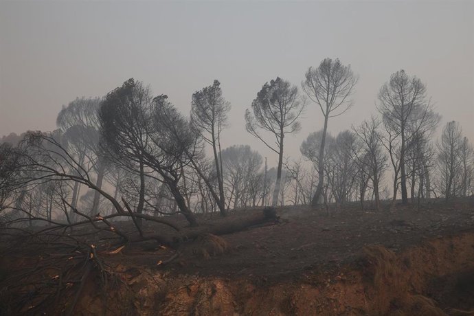 Vista del humo del incendio forestal, a 27 de julio de 2026, en Navas del Rey, Madrid (España). Los incendios forestales que afectan a la Comunidad de Madrid han reducido su avance durante la noche, una evolución que ha permitido a los medios de extinción