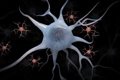 Descubren el secreto de la cognición humana: la respuesta está en la microglía