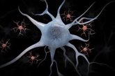 Foto: Descubren el secreto de la cognición humana: la respuesta está en la microglía