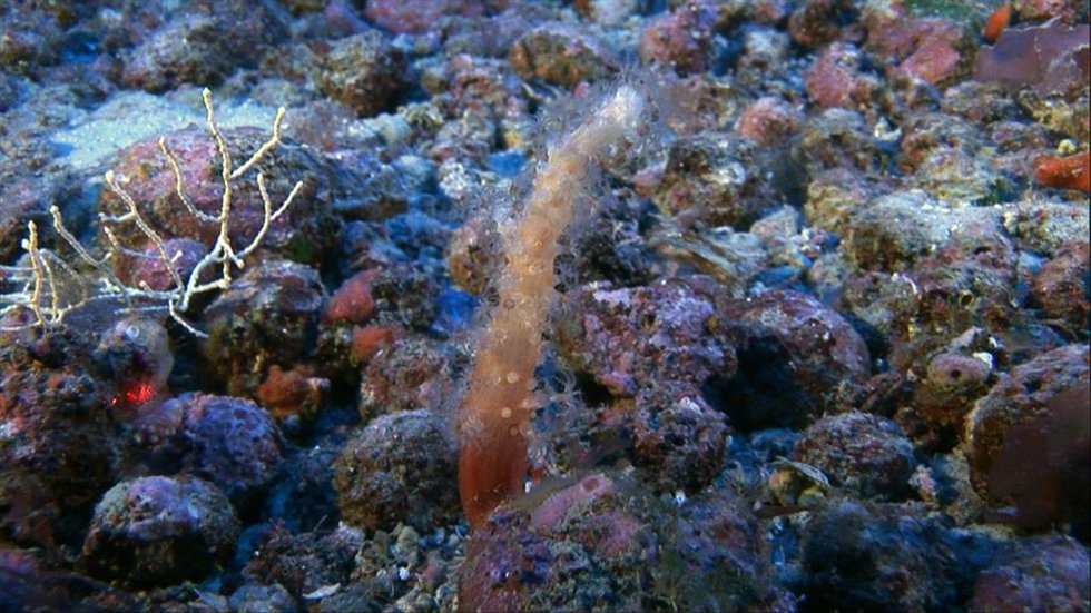 Archivo - Ejemplar del octocoral Alcyonium palmatum en el  canal de Menorca sobre un manto de rodolitos