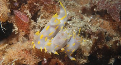 C. Valenciana