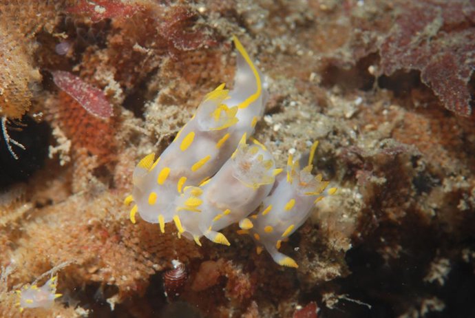 Archivo - Tres ejemplares de Polycera quadrilineata. Autor: Luis María Naya Garmendia, profesor de la Facultad de Educación, Filosofía y Antropología de la Universidad del País Vasco.