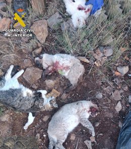 La Guardia Civil de Teruel esclarece la muerte de varios gatos por disparos, en La Puebla de Valverde.