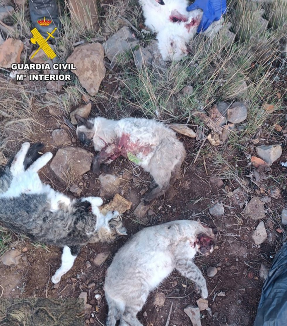 La Guardia Civil de Teruel esclarece la muerte de varios gatos por disparos, en La Puebla de Valverde.