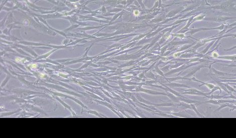 notibrasil sociedade