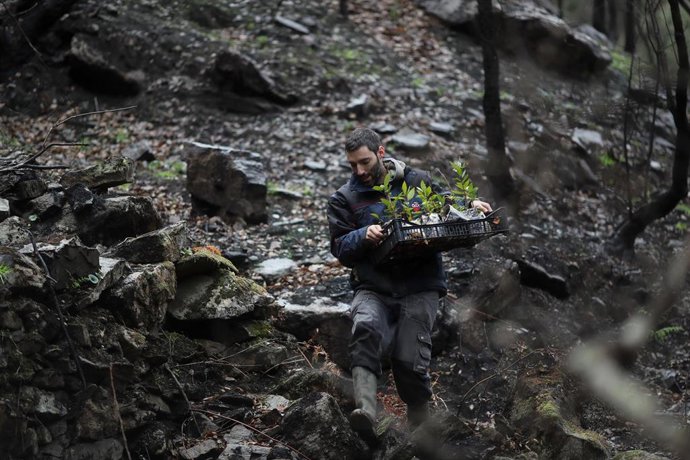 Archivo - Vecinos de Sober ayudados por voluntarios plantan bellotas en los terrenos quemados en la aldea de A Barca, a 20 de diciembre de 2025, en Sober, Lugo, Galicia.