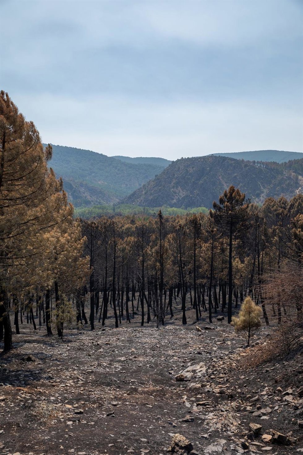 Terreno quemado por el incendio forestal, a 23 de julio de 2026, en La Mierla, Guadalajara, Castilla-La Mancha (España). Según fuentes del gobierno regional, el fuego de La Mierla, que cumple su primera semana activo y que ya ha calcinado unas 32.000 hect