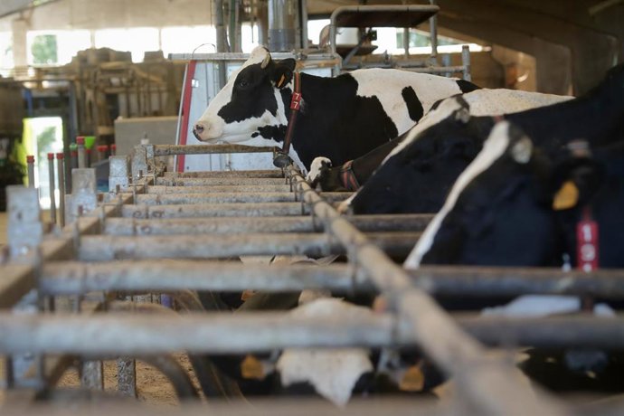 Archivo - Vacas de una ganadería de lácteo en Sabadelle, a 7 de agosto de 2023, en Chantada, Lugo, Galicia (España). Ganaderos gallegos han denunciado en los últimos días "abandono" por parte de la Xunta ante la vacunación contra la lengua azul. A este re