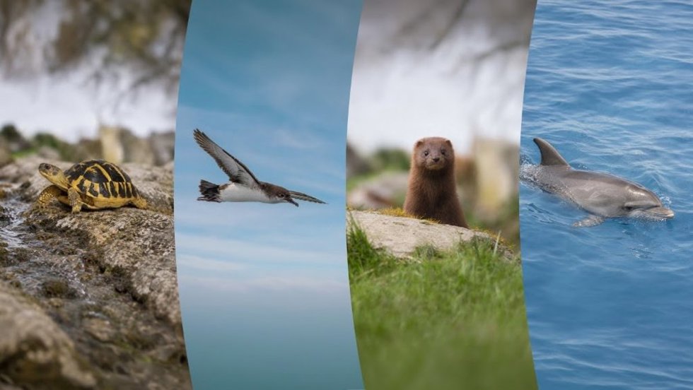 Especies animales amenazadas