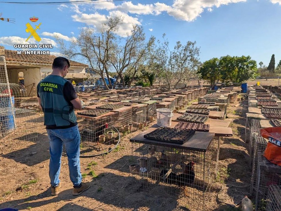 Un agente de la Guardia Civil durante la investigación en la finca de Campanet.