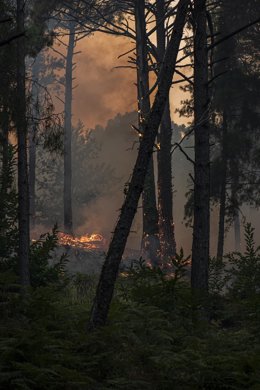 Vista del incendio cerca de la Charca de la Nieta, a 26 de julio de 2026, en Piedralaves, Ávila, Castilla y León (España). 