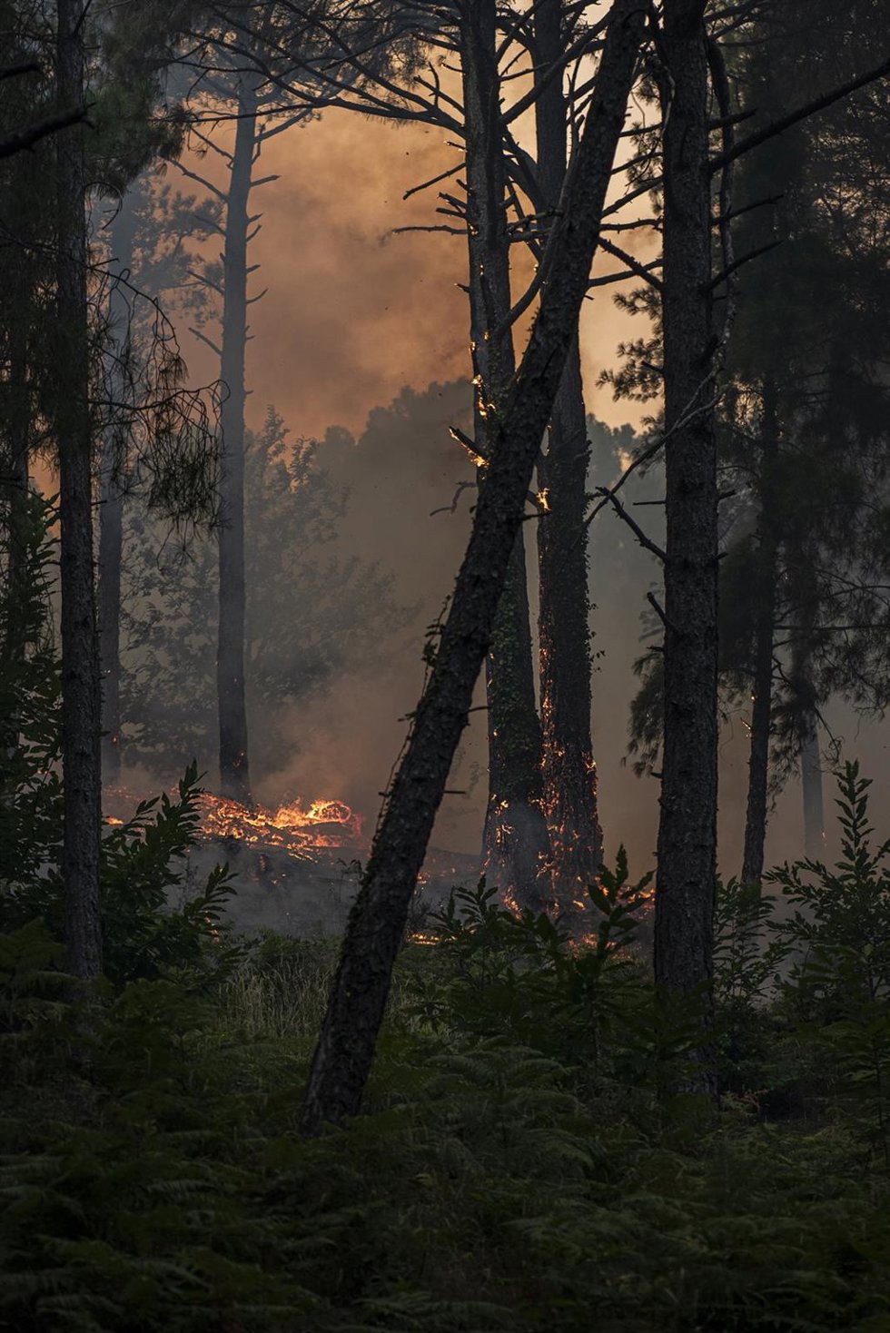 Vista del incendio cerca de la Charca de la Nieta, a 26 de julio de 2026, en Piedralaves, Ávila, Castilla y León (España). 