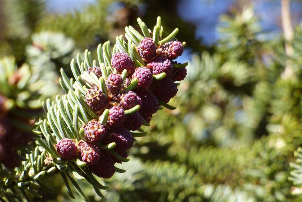 Imagen de parte de un pinsapo.
