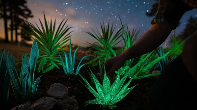 Tecnología capaz de hacer que las plantas emitan luz sin necesidad de electricidad ni de modificación genética.