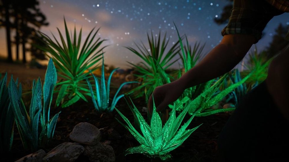Tecnología capaz de hacer que las plantas emitan luz sin necesidad de electricidad ni de modificación genética.