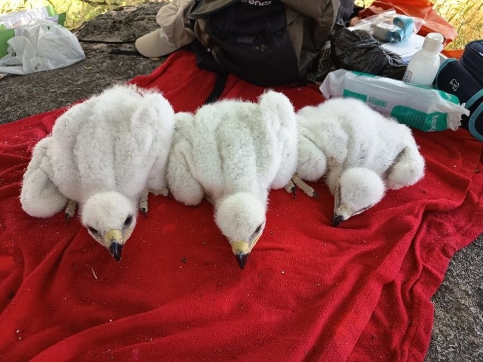 El CERI de Sevilleja culmina con éxito la adopción de un pollo de águila imperial ibérica en un nido silvestre de los Montes de Toledo.