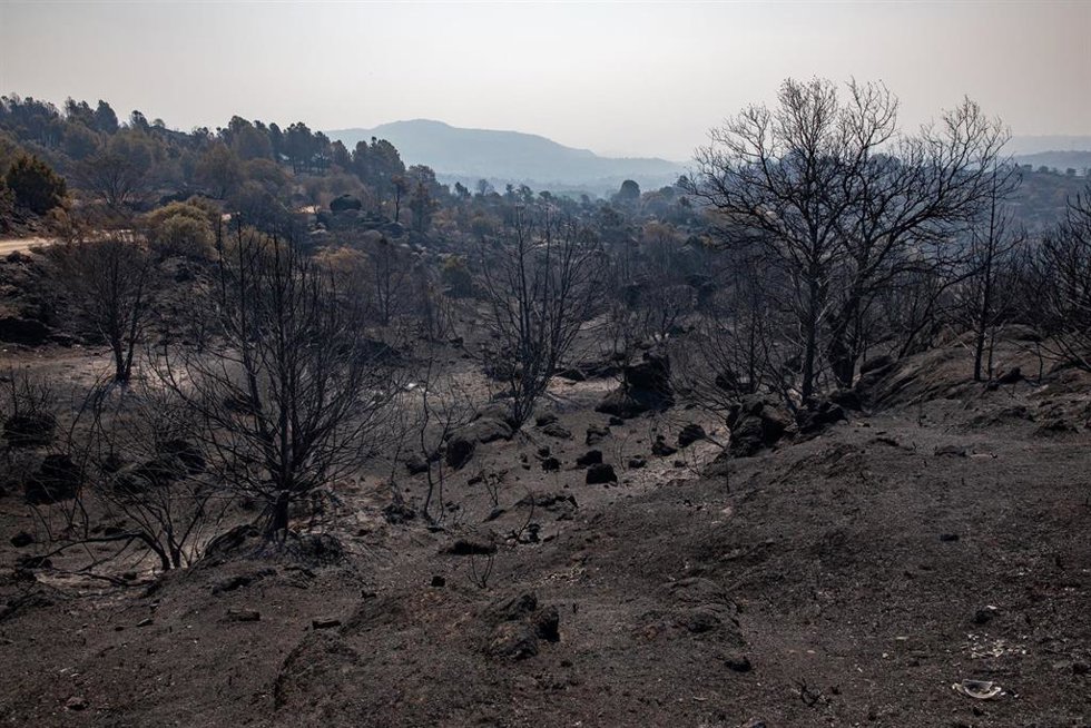 Terreno quemado por el incendio forestal entre Cebreros y El Tiemblo, a 28 de julio de 2026, en Ávila, Castilla y León (España)