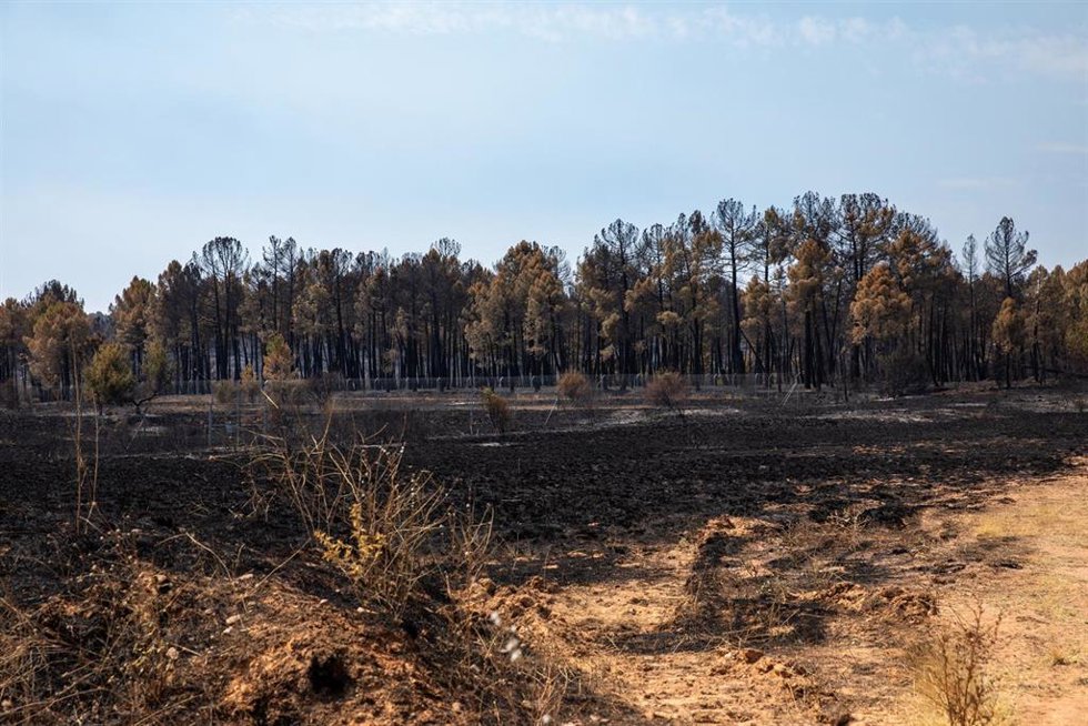 Terreno quemado por el incendio forestal de La Mierla.