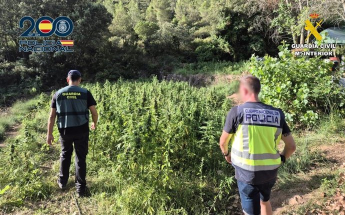 Plantación de marihuana desmantelada