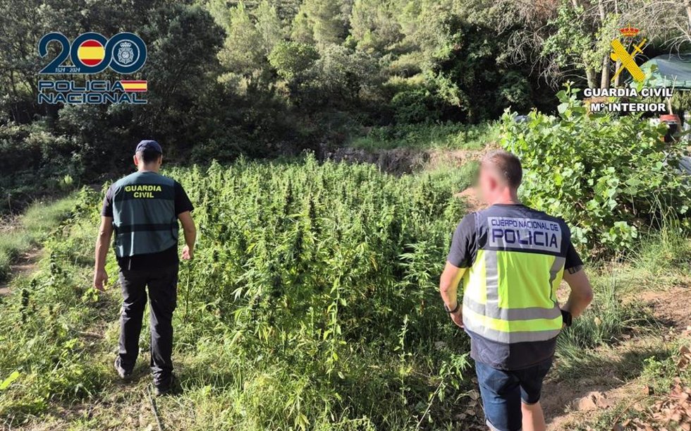 Plantación de marihuana desmantelada