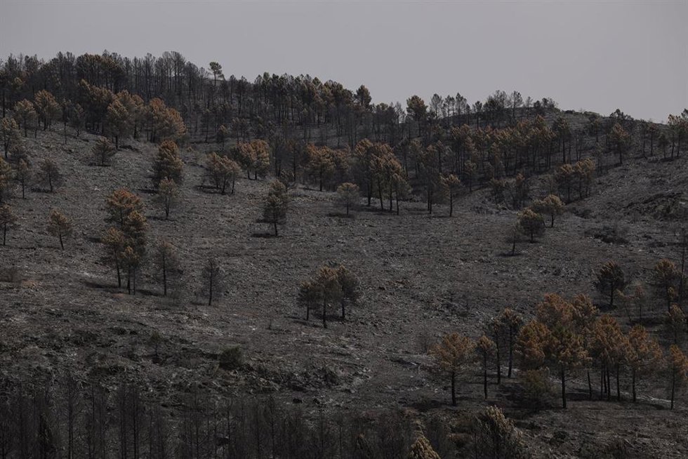 Terreno quemado en el incendio forestal de La Mierla.