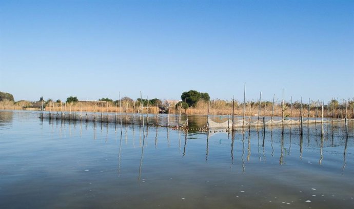 Albufera de Valencia, donde se centrarán los trabajos del proyecto. /