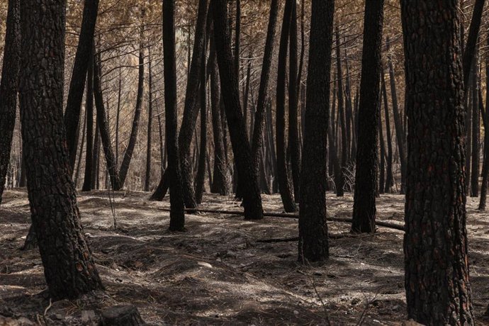Terreno quemado en el incendio forestal de Guadalajara.