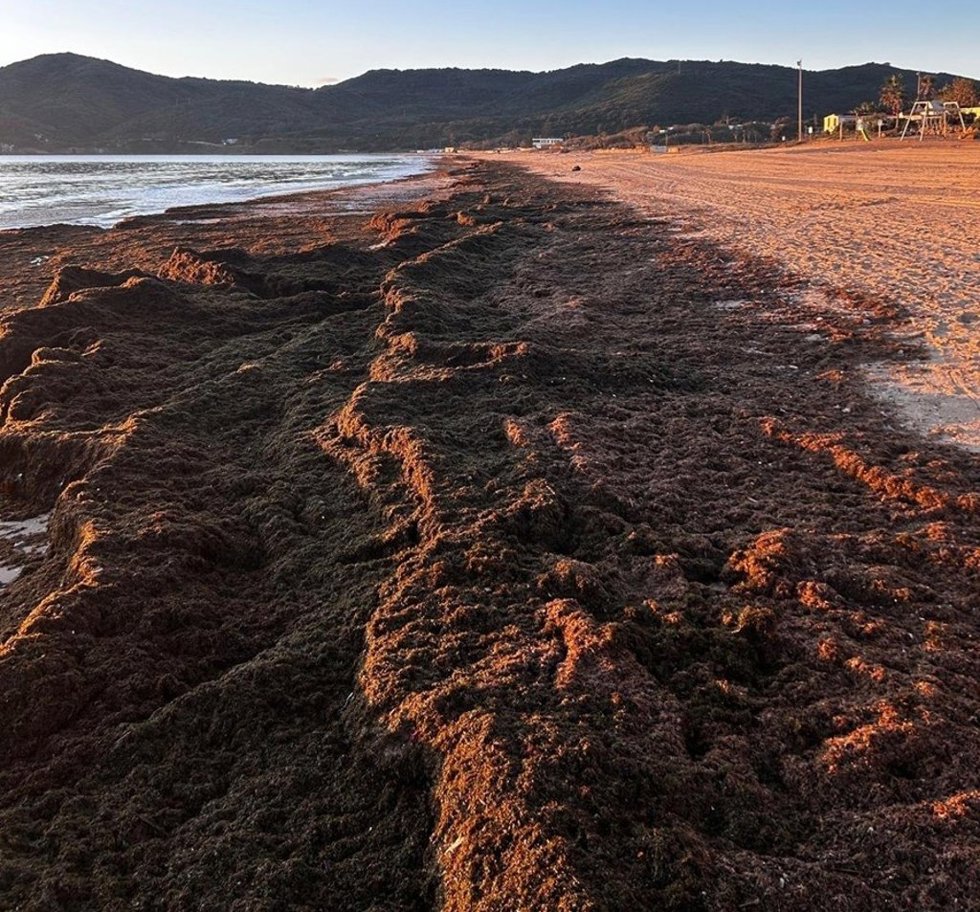 Archivo - Alga invasora en la orilla de una playa de la provincia de Cádiz.