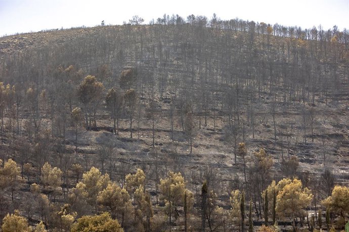 Zonas calcinadas por el incendio de la Vall d’Uixó, a 28 de julio de 2026, en Castellón, Comunidad Valenciana (España). El incendio declarado en al Vall d'Uixó (Castellón) no crece de manera significativa en número de hectáreas arrasadas o perímetro, pero