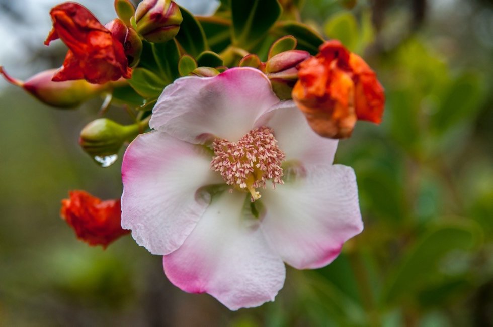 Plantas clusioides