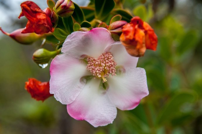 Plantas clusioides