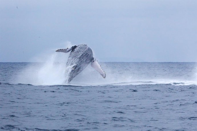 Avistamiento de ballenas en Puerto López