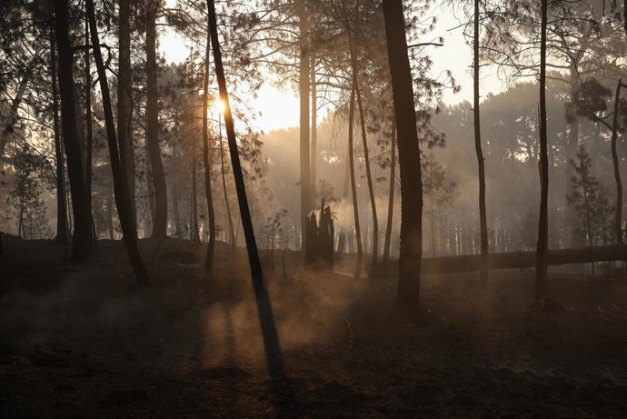 Terreno quemado por el incendio forestal a las afueras de Casavieja, a 29 de julio de 2026, en Ávila, Castilla y León (España) 