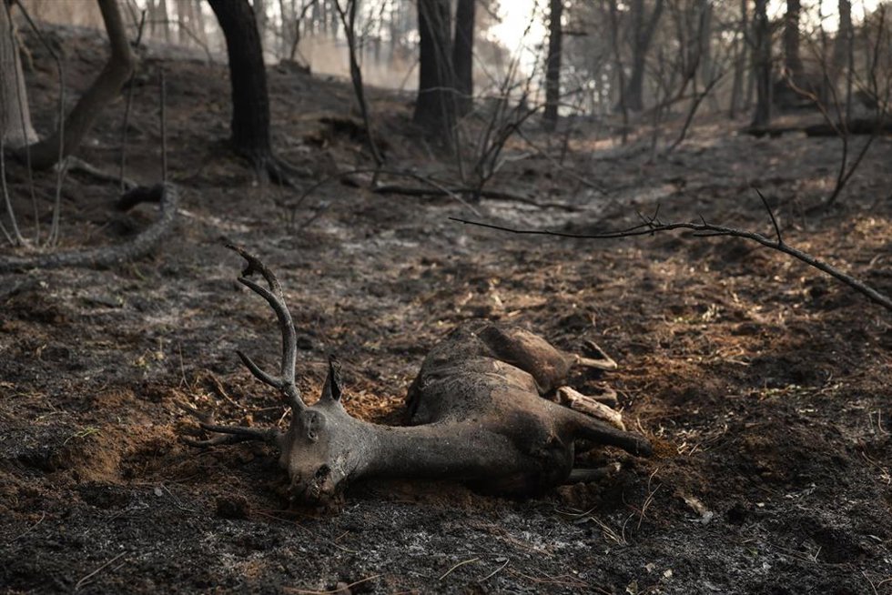 Un ciervo quemado por el incendio forestal a las afueras de Casavieja 