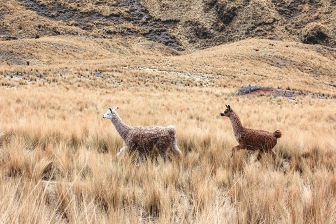 Perú