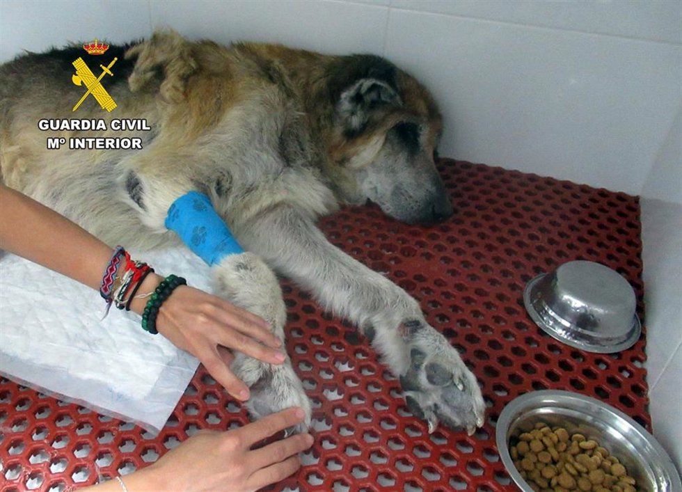 Investigan en Mazarrón al propietario de dos perros por presunto maltrato animal