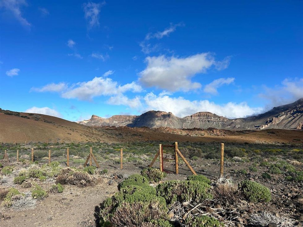 Archivo - Trabajos de recuperación del retamar en el Parque Nacional del Teide