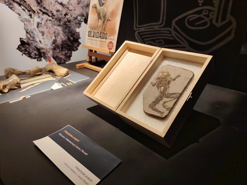 La rana  procede del yacimiento de conservación excepcional de Libros (Teruel).