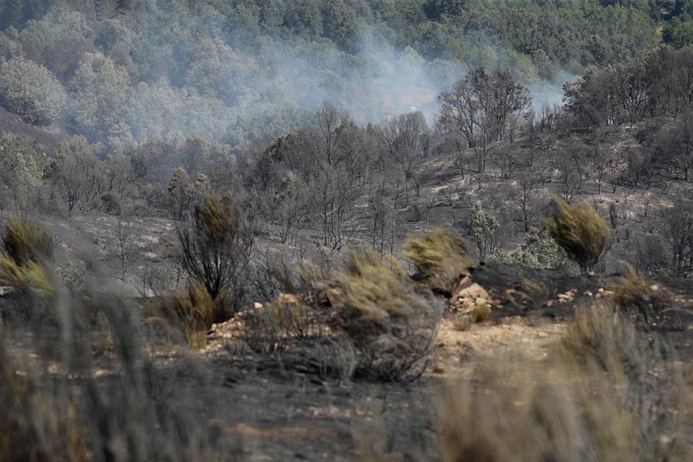 Terreno quemado por el incendio forestal, a 29 de julio de 2026, en La Utrera (León).
