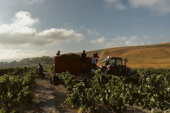 Archivo - Máquinas vendimiando uva en una viña del Marco de Jerez