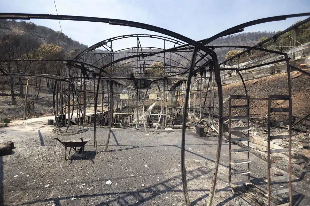 Zonas calcinadas por el incendio de la Vall d'Uixó