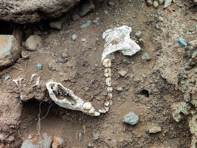 Restos óseos localizados en la costa de Garachico