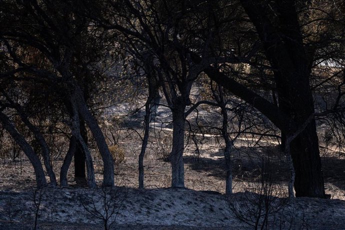 Zonas calcinadas en los alrededores del Pantano de San Juan tras el paso del incendio forestal en la Sierra Oeste de Madrid, a 28 de julio de 2026, en Madrid (España). La intensa labor desarrollada durante la noche por el dispositivo de extinción ha permi
