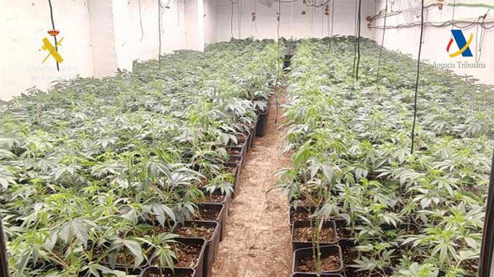 Plantación de marihuana en Sevilla