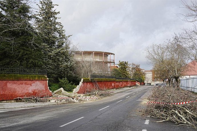 Archivo - Un árbol caído como consecuencia del viento derrumba un muro, a 28 de enero de 2026, en Cáceres, Extremadura (España). 